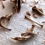 Owl Pellet Dissection by Sciencedipity